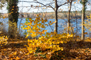 Berlin, Wannsee, Pfaueninsel im Herbst, farbenfrohes Buchenlaub Berlin, Wannsee, Pfaueninsel im Herbst, farbenfrohes Buchenlaub